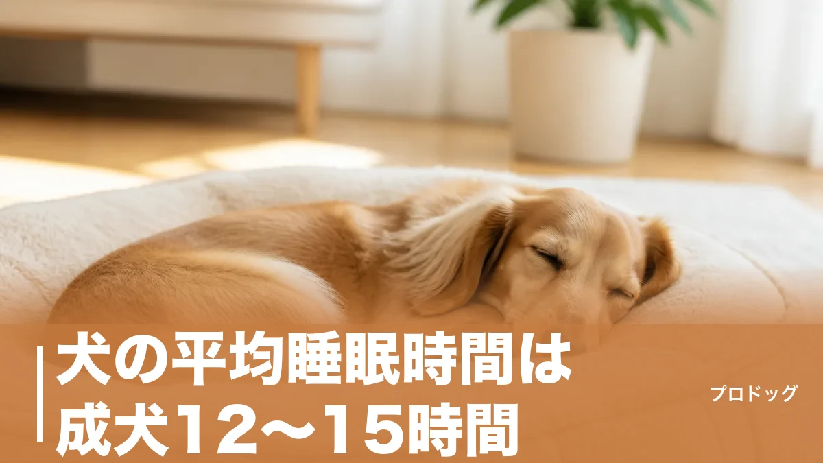 犬の平均睡眠時間は成犬12〜15時間｜子犬・シニアの目安と快眠できる寝床づくりのアイキャッチ画像