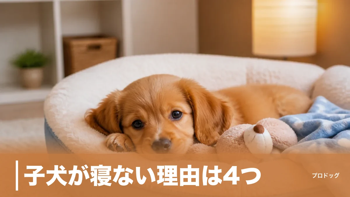 子犬が寝ない理由は4つ｜夜泣きを減らす寝床づくりと月齢別の睡眠時間も解説のアイキャッチ画像