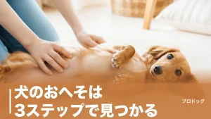 犬のおへそは3ステップで見つかる｜平らで目立たない理由と犬種別の探しやすさも解説のアイキャッチ画像