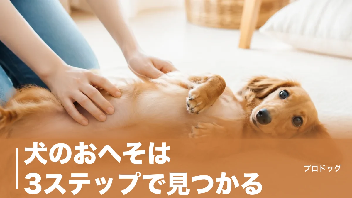 犬のおへそは3ステップで見つかる｜平らで目立たない理由と犬種別の探しやすさも解説のアイキャッチ画像