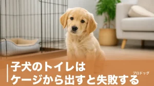 子犬のトイレはケージから出すと失敗する？7つの原因と直す4ステップ・NG対応も解説のアイキャッチ画像