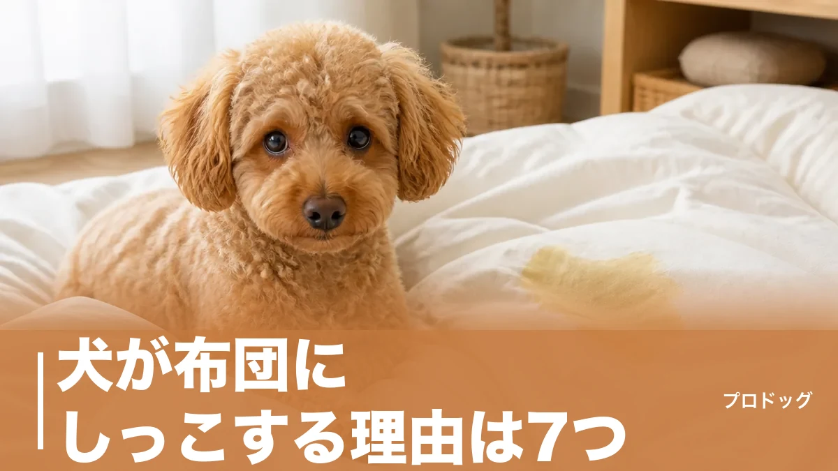 犬が布団にしっこする理由は7つ｜マーキングと粗相の見分け方・やめさせる手順も解説のアイキャッチ画像