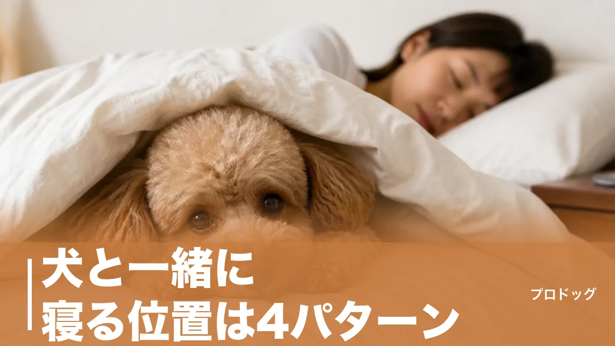 犬と一緒に寝る位置は4パターン｜足元・枕元・布団の中でわかる本音を解説のアイキャッチ画像