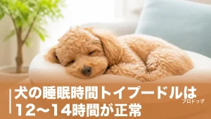 犬の睡眠時間トイプードルは12〜14時間が正常｜年齢別の目安と寝すぎのサインも解説のアイキャッチ画像