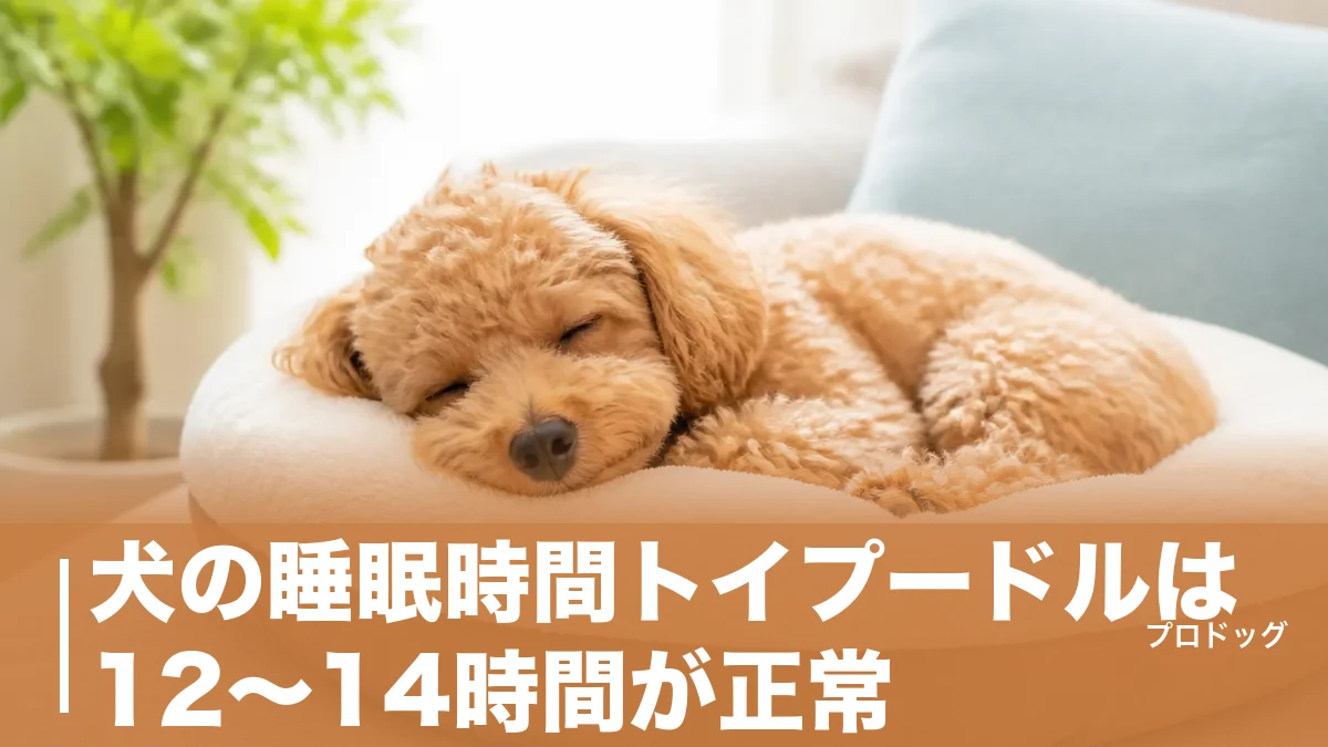 犬の睡眠時間トイプードルは12〜14時間が正常｜年齢別の目安と寝すぎのサインも解説のアイキャッチ画像