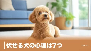 伏せる犬の心理は7つ｜自分から伏せる理由と今日からできる教え方3ステップのアイキャッチ画像