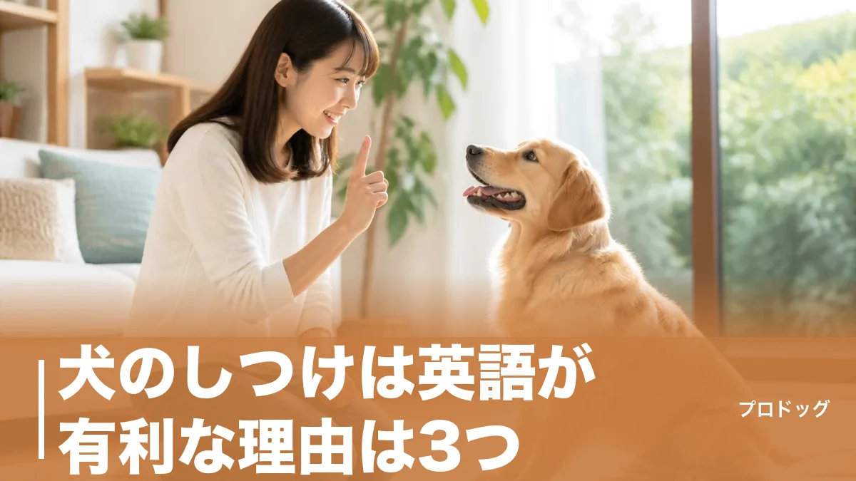 犬のしつけは英語が有利な理由は3つ｜基本コマンド14語と日本語との使い分け完全ガイドのアイキャッチ画像