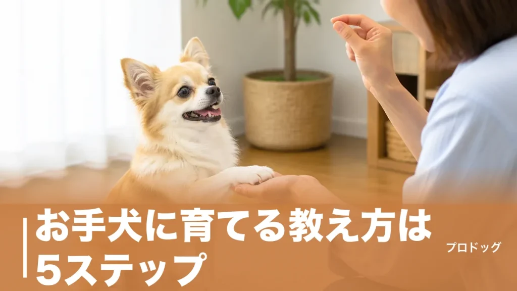 お手犬に育てる教え方は5ステップ｜お手ができない4つの原因と正しい練習法を解説のアイキャッチ画像