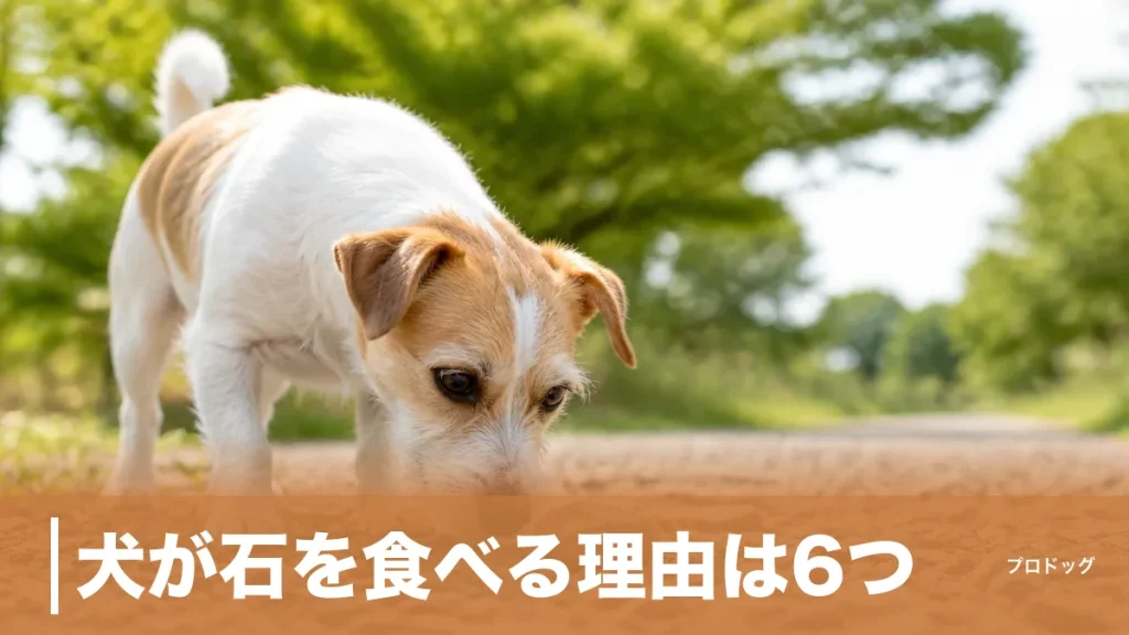 犬が石を食べる理由は6つ｜叱ると悪化する仕組みと腸閉塞を防ぐやめさせ方を解説のアイキャッチ画像