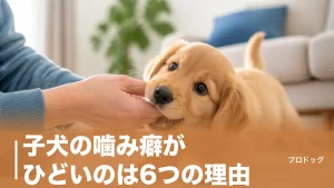 子犬の噛み癖がひどいのは6つの理由｜今日から直す7ステップとNG対応も解説のアイキャッチ画像