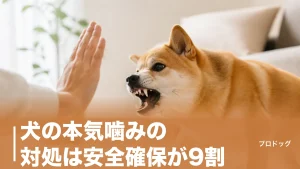 犬の本気噛みの対処は安全確保が9割｜叱ると悪化する理由と改善8ステップを解説のアイキャッチ画像