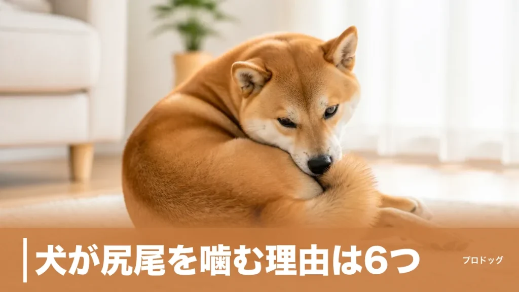 犬が尻尾を噛む理由は6つ｜遊びと病気の見分け方・1分ルールで受診を判断のアイキャッチ画像