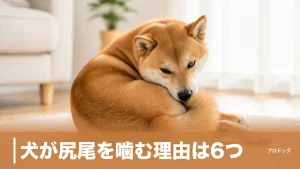 犬が尻尾を噛む理由は6つ｜遊びと病気の見分け方・1分ルールで受診を判断のアイキャッチ画像