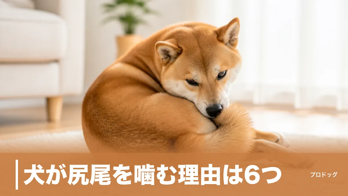 犬が尻尾を噛む理由は6つ｜遊びと病気の見分け方・1分ルールで受診を判断のアイキャッチ画像