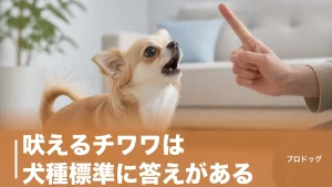 吠えるチワワは犬種標準に答えがある｜6タイプ別の止め方と逆効果なNG対応を解説のアイキャッチ画像