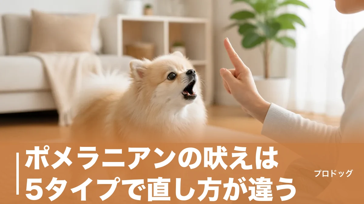 ポメラニアンの吠えは5タイプで直し方が違う｜原因別の手順とNG対応も解説のアイキャッチ画像