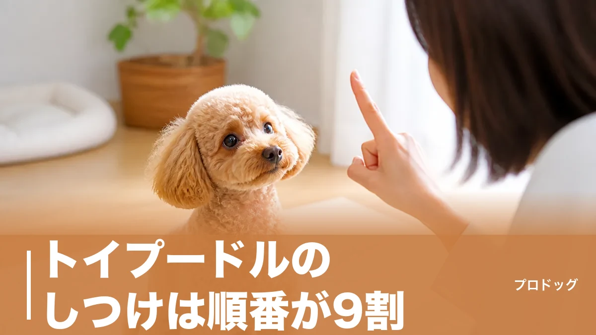 トイプードルのしつけは順番が9割｜賢さを活かす教え方と失敗しやすい落とし穴も解説のアイキャッチ画像