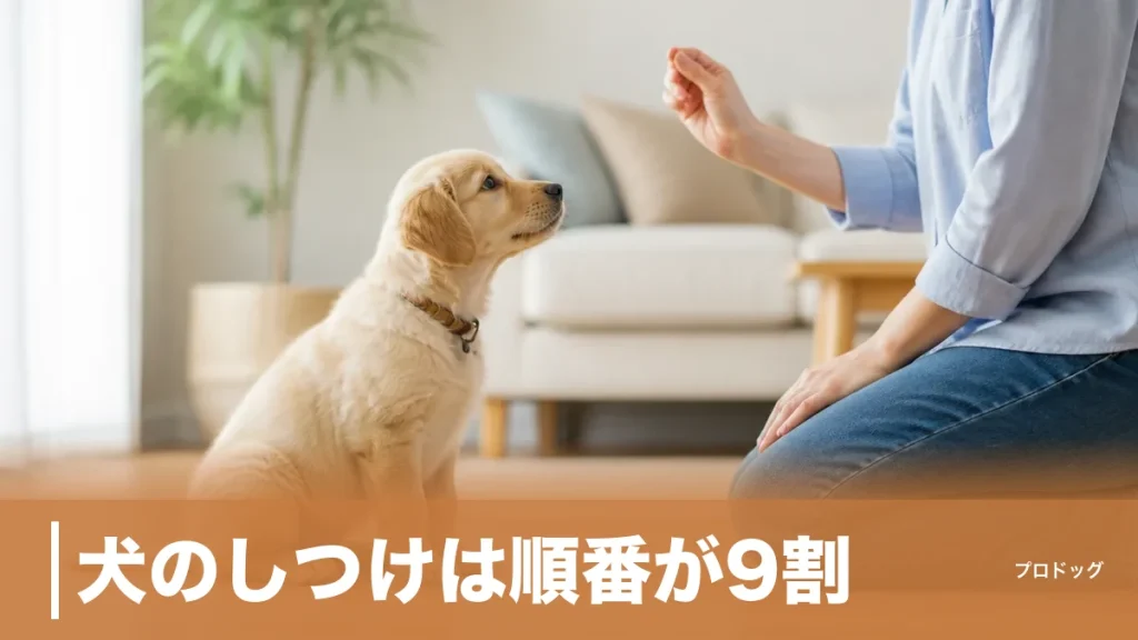 犬のしつけは順番が9割｜名前から始める7ステップと社会化期のタイムリミットのアイキャッチ画像