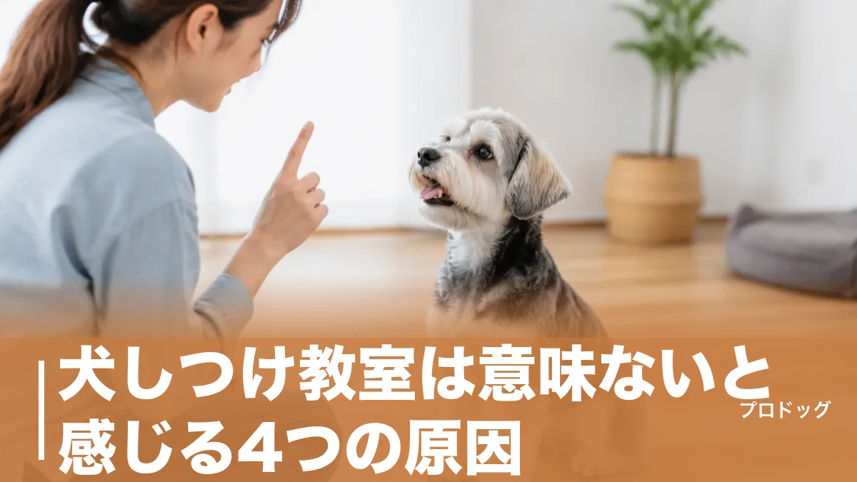 犬しつけ教室は意味ないと感じる4つの原因｜効果が出る家庭との決定的な差と選び方を解説のアイキャッチ画像