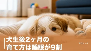 犬生後2ヶ月の育て方は睡眠が9割｜食事回数・トイレ・しつけの正解を全解説のアイキャッチ画像