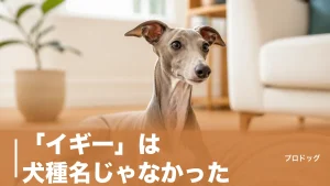 「イギー」は犬種名じゃなかった｜イタリアン・グレーハウンドの正体と性格・飼い方を解説のアイキャッチ画像