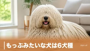 もっぷみたいな犬は6犬種｜コモンドールとプーリーの違い・毛のお手入れも解説のアイキャッチ画像