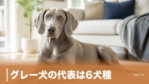 グレー犬の代表は6犬種｜ワイマラナーからイタグレまで性格・大きさと選び方を解説のアイキャッチ画像