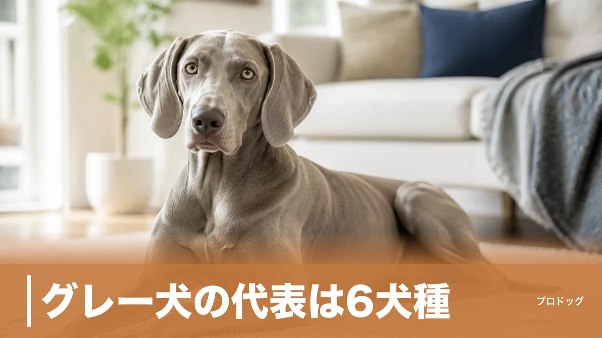 グレー犬の代表は6犬種|ワイマラナーからイタグレまで性格・大きさと選び方を解説のアイキャッチ画像