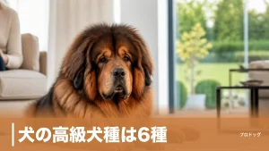 犬の高級犬種は6種｜100万円超えの理由と飼う前に知りたい年間費用41万円のアイキャッチ画像