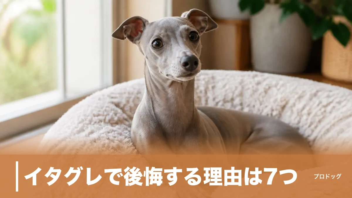 イタグレで後悔する理由は7つ｜骨折・寒がり・留守番の実態と迎える前の対策のアイキャッチ画像