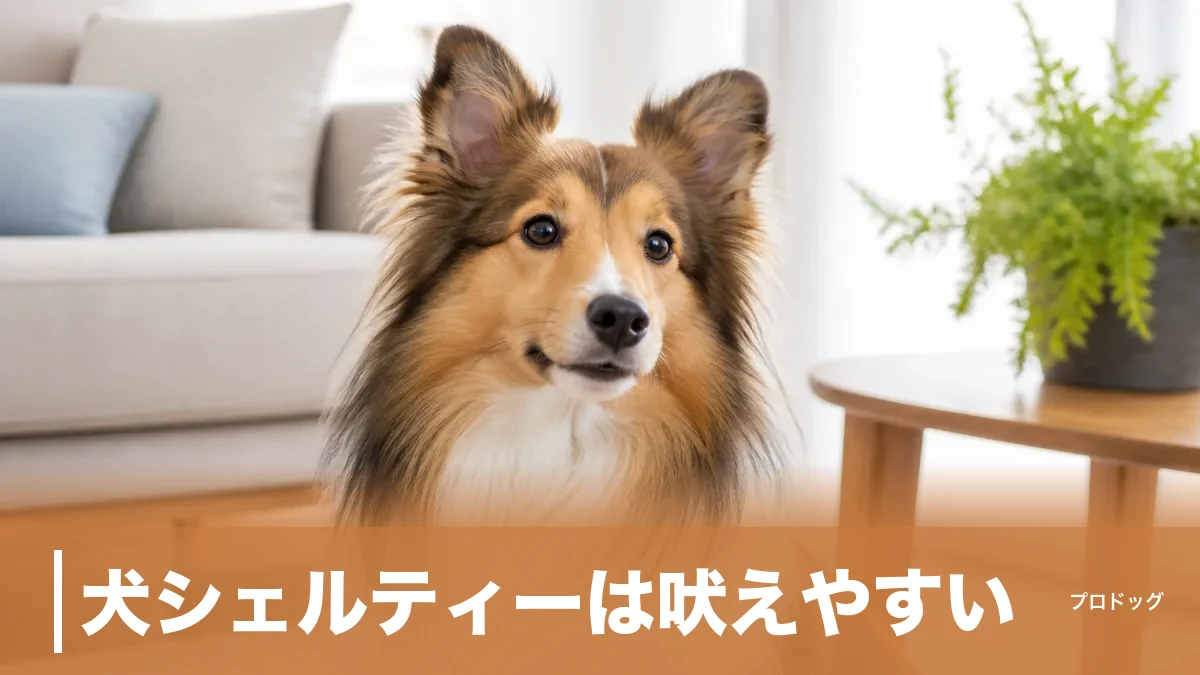 犬シェルティーは吠えやすい？体重6〜12kgの牧羊犬の性格・飼い方・健康を解説のアイキャッチ画像